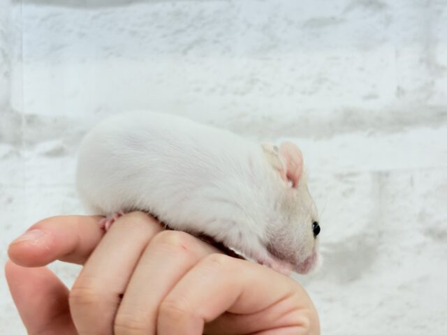 ゴールデンハムスター