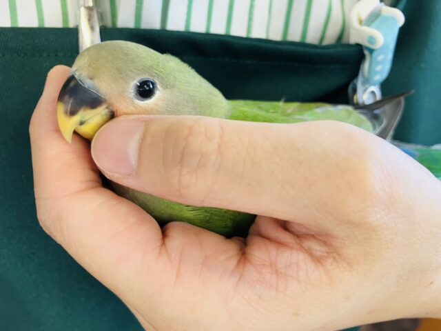 コザクラインコ（小桜インコ）