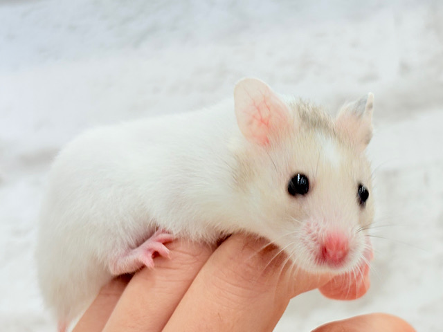 ゴールデンハムスター