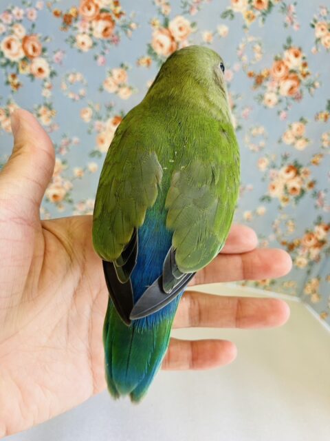コザクラインコ（小桜インコ）