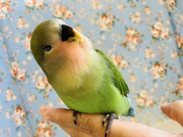 コザクラインコ（小桜インコ）