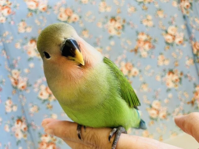 コザクラインコ（小桜インコ）