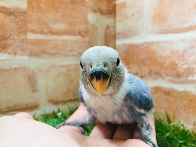 【☆最新画像更新☆】久々にバイオレットオパーリンのコザちゃんがやってきましたよ~💙💛💙💛 コザクラインコ コザクラインコ(小桜インコ)