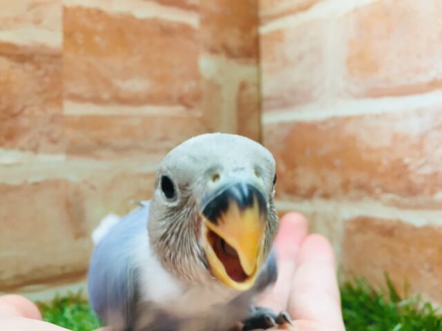 【☆最新画像更新☆】久々にバイオレットオパーリンのコザちゃんがやってきましたよ~💙💛💙💛 コザクラインコ コザクラインコ(小桜インコ)