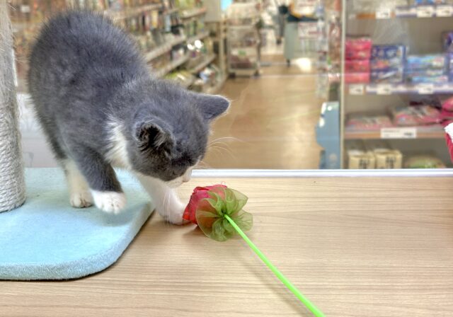 スコティッシュフォールド