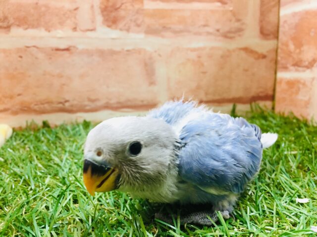 【☆最新画像更新☆】久々にバイオレットオパーリンのコザちゃんがやってきましたよ~💙💛💙💛 コザクラインコ コザクラインコ(小桜インコ)