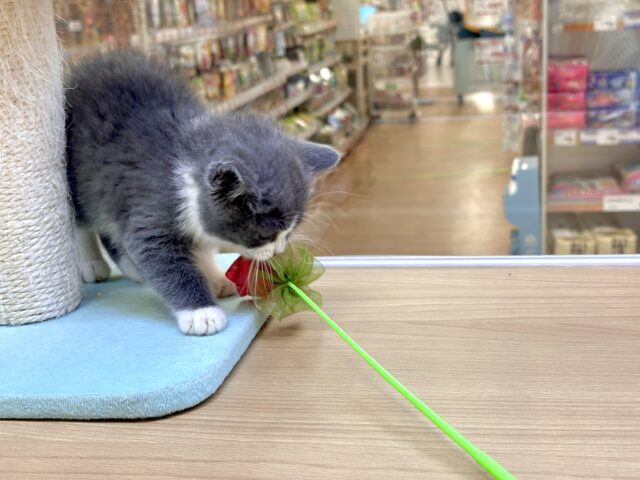 スコティッシュフォールド