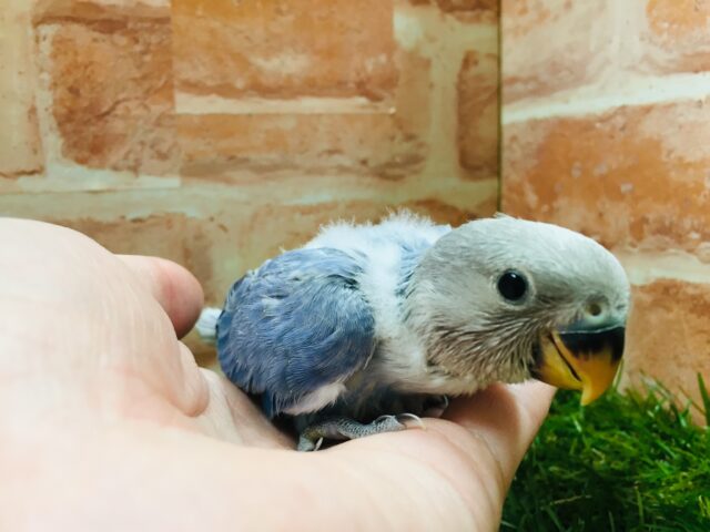 【☆最新画像更新☆】久々にバイオレットオパーリンのコザちゃんがやってきましたよ~💙💛💙💛 コザクラインコ コザクラインコ(小桜インコ)