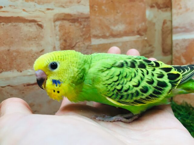 オパーリンカラーのセキセイちゃんがやってきましたよ～💚💚💚　セキセイインコ