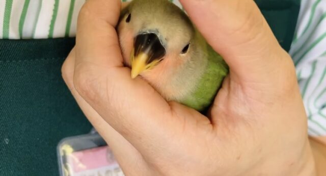 コザクラインコ（小桜インコ）