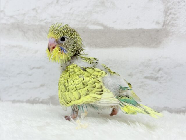 ジャンボセキセイインコ