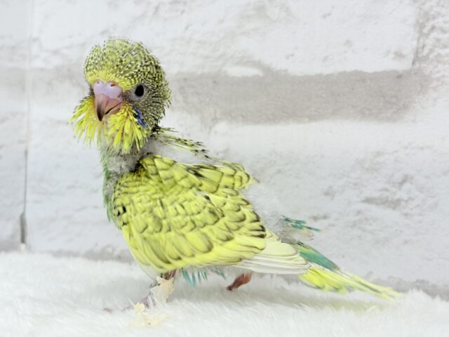 ジャンボセキセイインコ