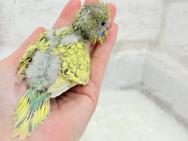 ジャンボセキセイインコ