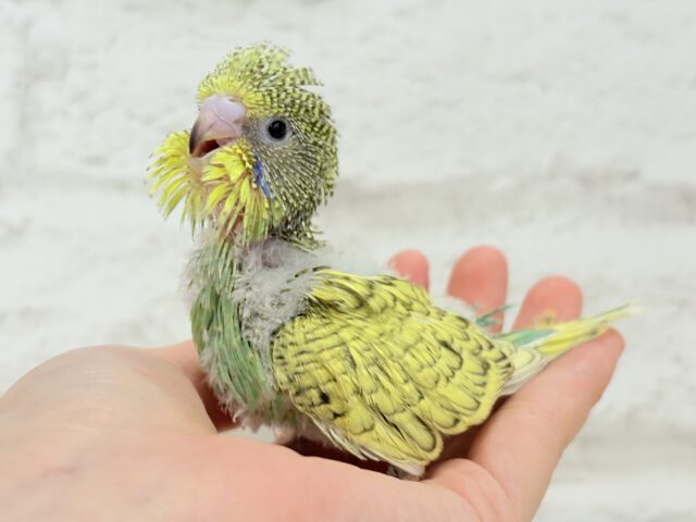ジャンボセキセイインコ