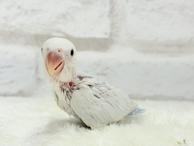 コザクラインコ（小桜インコ）