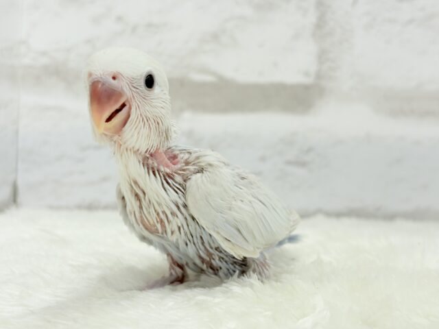 コザクラインコ（小桜インコ）