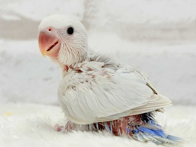 淡々🫧ニコッと笑顔がチャームポイント🍬コザクラインコ(パリッドターコイズシナモン) ヒナ