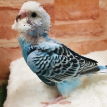 💙💙💙セキセイインコ（オパーリン）💙💙💙