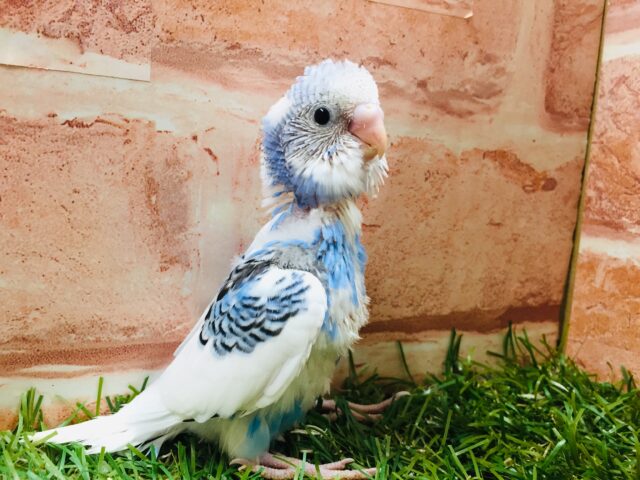 ②パイドカラーのセキセイちゃんがやってきましたよ～💙💙💙