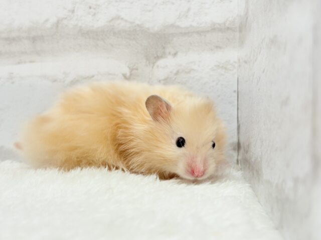 ゴールデンハムスター