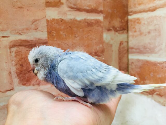 美しいセキセイちゃんがやってきましたよ～🎵💙　（スパングル）