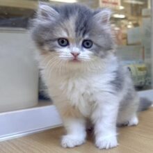 一目惚れ注意🏹͙💞ミヌエット女の子