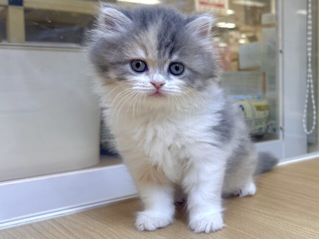 一目惚れ注意🏹͙💞ミヌエット女の子