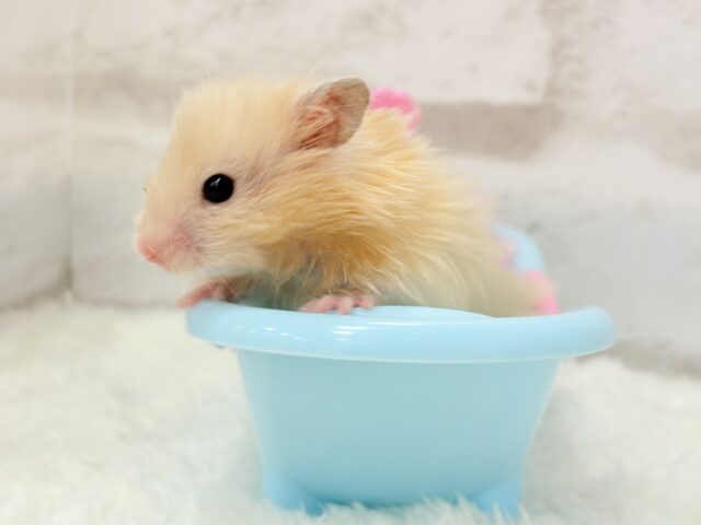 ゴールデンハムスター