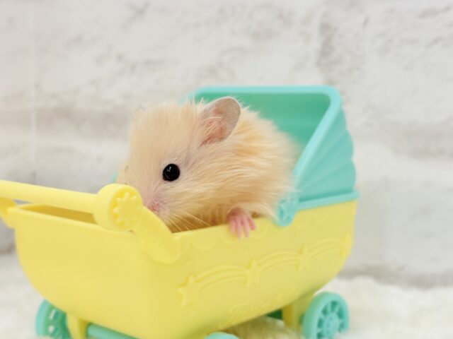 ゴールデンハムスター