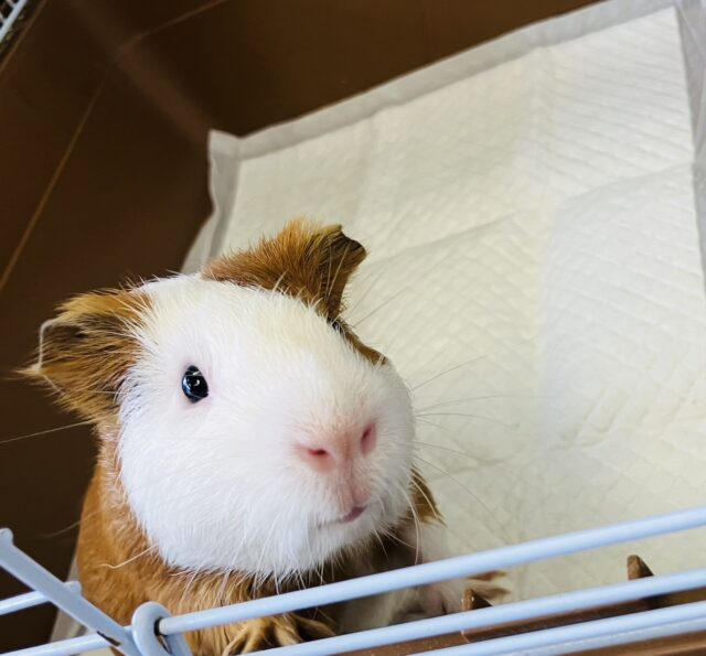 イングリッシュモルモット