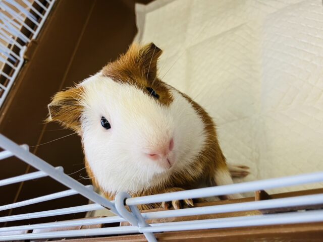 最新画像＆動画更新🆙ぷっくりぷくぷく❤︎*ˊᵕˋ)੭ か~わいいイングリッシュモルモットさん､男のコ🌟♂