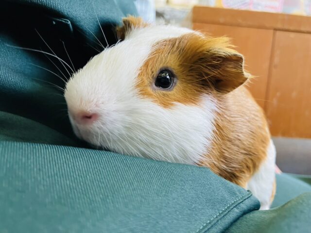 イングリッシュモルモット