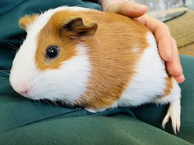 イングリッシュモルモット