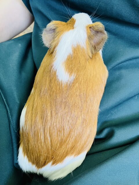 イングリッシュモルモット