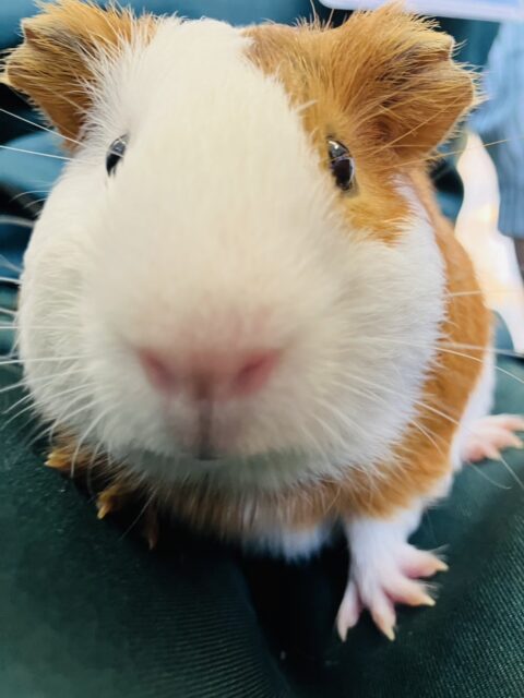 イングリッシュモルモット