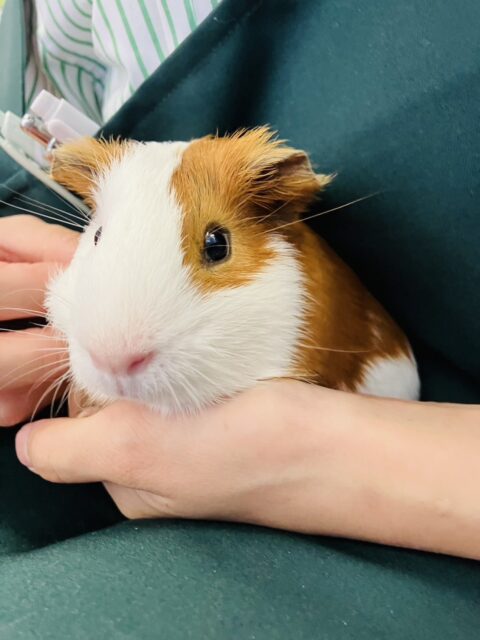 イングリッシュモルモット