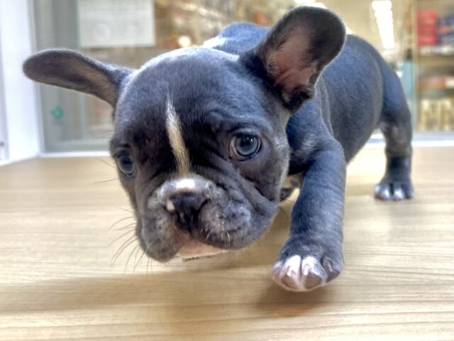 フレンチブルドッグ