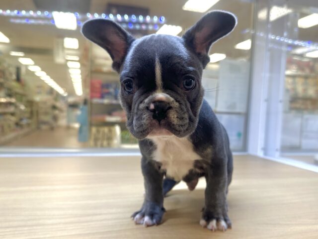 フレンチブルドッグ