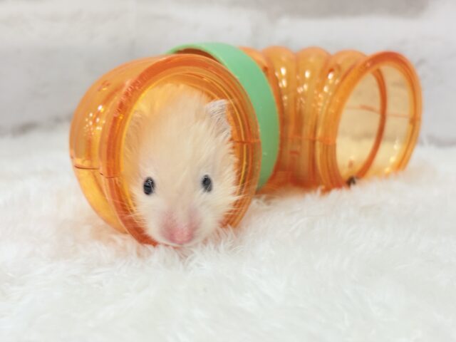 ゴールデンハムスター