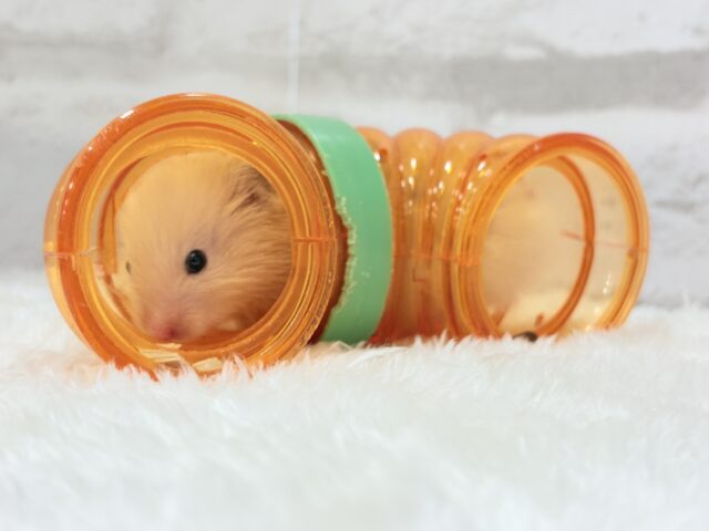 ゴールデンハムスター