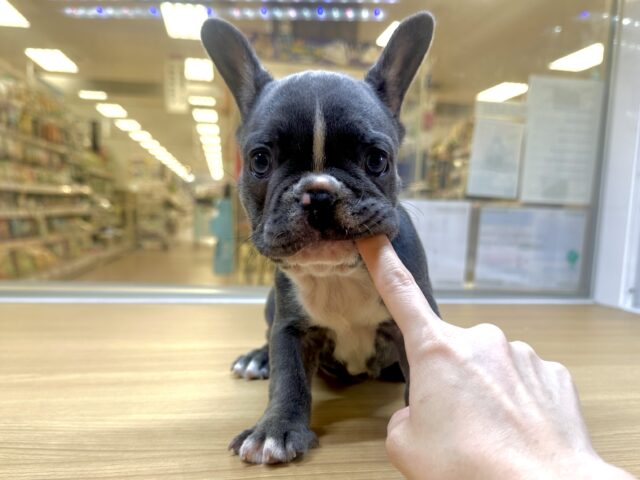 フレンチブルドッグ