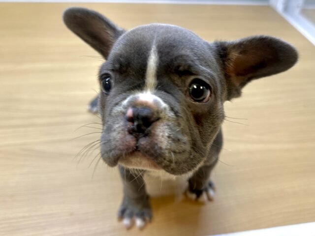 フレンチブルドッグ