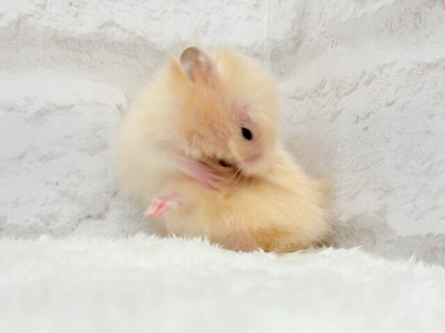 ゴールデンハムスター
