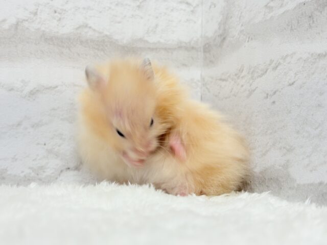 ゴールデンハムスター