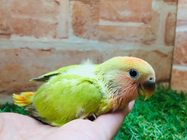 💚❤️コザクラインコ(シナモンオパーリン)💚❤️ コザクラインコ(小桜インコ)