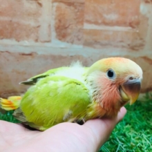 💚❤️コザクラインコ(シナモンオパーリン)💚❤️