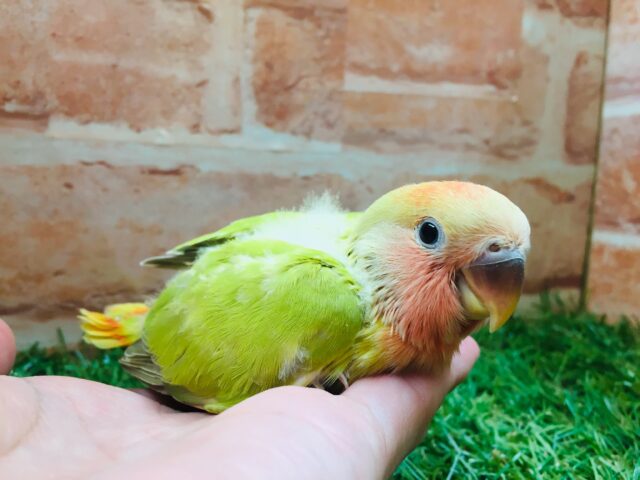 💚❤️コザクラインコ(シナモンオパーリン)💚❤️ コザクラインコ(小桜インコ)