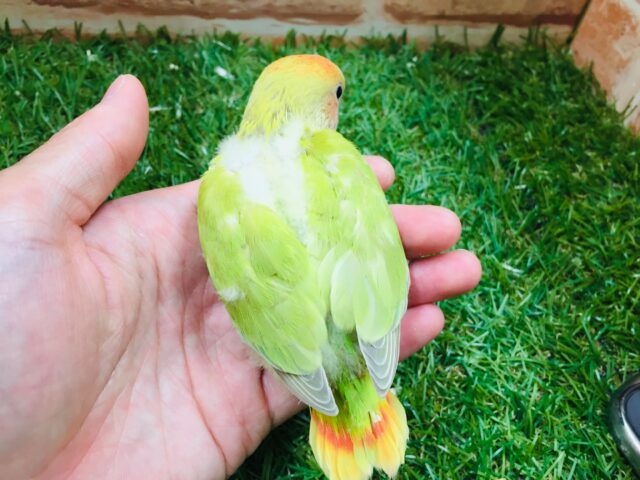 💚❤️コザクラインコ(シナモンオパーリン)💚❤️ コザクラインコ(小桜インコ)