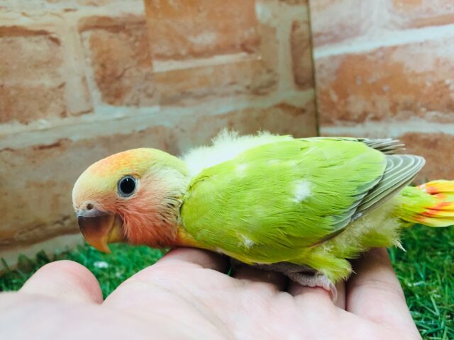💚❤️コザクラインコ(シナモンオパーリン)💚❤️ コザクラインコ(小桜インコ)