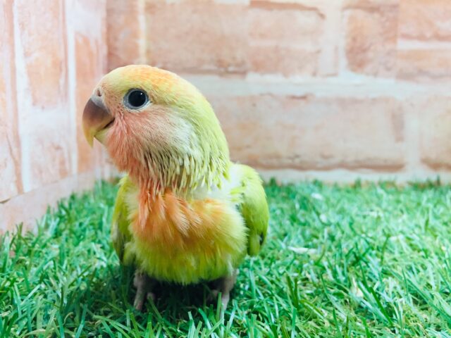 💚❤️コザクラインコ(シナモンオパーリン)💚❤️ コザクラインコ(小桜インコ)